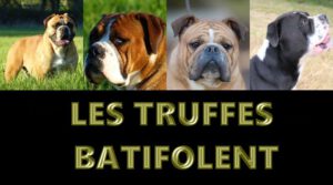 Les Belles Truffes - Elevage - Bulldog Continental - Nixie et Oxane sont allées batifoler