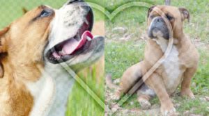 Les Belles Truffes - Elevage - Bulldog Continental - Nash et Pin'Up - Mariage 2021
