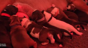 Belles Truffres - Naissance chiots bulldog continental - Nixie des Pipettechorizo