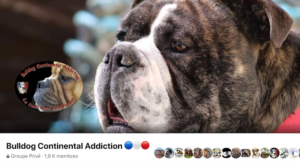 Les Belles Truffes - Elevage - Groupe Facebook - Bulldog Continental Addiction
