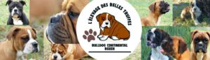 Les Belles Truffes - Bulldog Continental - Boxer - Accueil