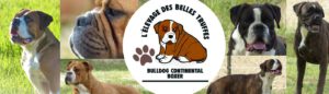 Belles Truffres - Elevage - Bulldog Continental - Boxer