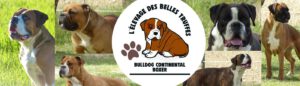 Belles Truffres - Elevage - Bulldog Continental - Boxer