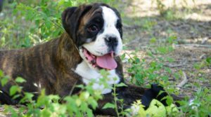 Les Belles Truffes - Boxer - Rasta-rockett Des Belles Truffes - Mâle - Selena - Pédigrée