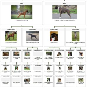 Les Belles Truffes - Boxer - Rasta-rockett Des Belles Truffes - Mâle - Snoop Dog - Pédigrée