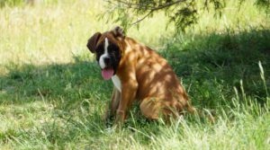 Les Belles Truffes - Boxer - Rasta-rockett Des Belles Truffes - Mâle - Snoop Dog - Pédigrée