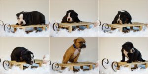 les belles truffes-bulldog continental-chiots