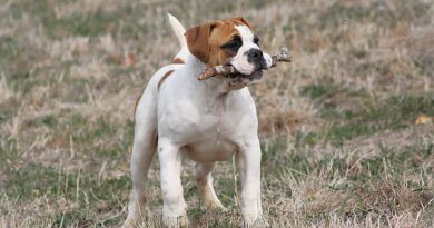 Bart Simpson est notre dernier mâle Bulldog Continental disponible